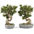 Bonsai Plants In Stone Pots With Twisted Trunks And Lush Green Leaves