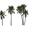 Tall Tropical Palm Trees With Lush Green Fronds On White Background