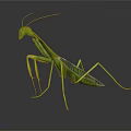 Green Praying Mantis with Long Slender Legs on Dark Reflective Surface 3d model