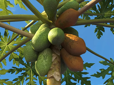 Fresh Green and Orange Papaya Growing on Tree With Green Leaves and Blue Sky Background 3d model