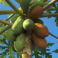 Fresh Green and Orange Papaya Growing on Tree With Green Leaves and Blue Sky Background