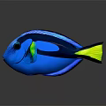 Blue Tang Fish With Black Stripes And Yellow Tail Fin On Dark Background With Reflection