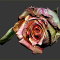 Bonsai Potted Plant With Pink And Orange Rose Bud And Green Leaf
