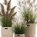 Potted Plants in Woven Baskets of Various Sizes with Ornamental Grasses for Natural Decor