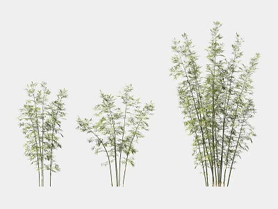 Ornamental Bamboo Plants in Various Sizes with Lush Green Leaves and Slender Stems 3d model