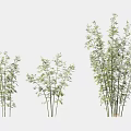 Ornamental Bamboo Plants in Various Sizes with Lush Green Leaves and Slender Stems