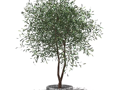Lush Olive Tree Bonsai Plant With Green Leaves And Wooden Trunk In Pot 3d model