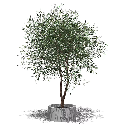 Lush Olive Tree Bonsai Plant With Green Leaves And Wooden Trunk In Pot 3d model