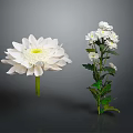 White Flowers Plant With Large Single Bloom And Multiple Small Blossoms Green Leaves