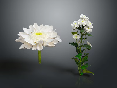 White Flowers Plant With Large Single Bloom And Multiple Small Blossoms Green Leaves 3d model