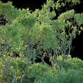 Trees Small Trees 3d model