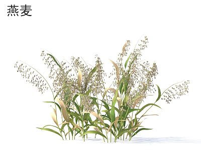 Healthy Oat Plants With Green Leaves And Cereal Grains In Natural Growth 3d model