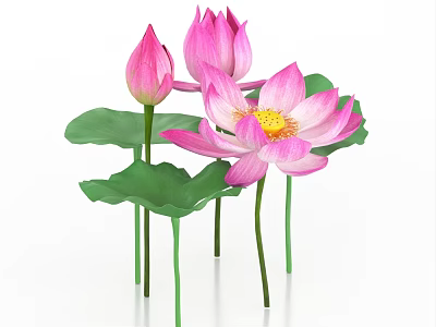 Beautiful Pink Lotus Flowers with Blooming Blooms Closed Buds and Green Leaves 3d model