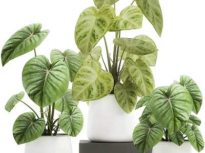 Stylish Indoor Garden Decor With Variegated Leafy Plants In White Ceramic Pots 3d model