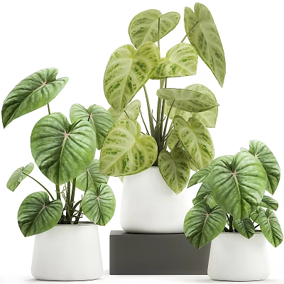 Stylish Indoor Garden Decor With Variegated Leafy Plants In White Ceramic Pots 3d model