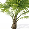 Modern Tree Joan Palmetto 3d model