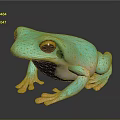 Turquoise Green Frog With Yellow Eyes White Underbelly And Pink Toes On Dark Reflective Surface