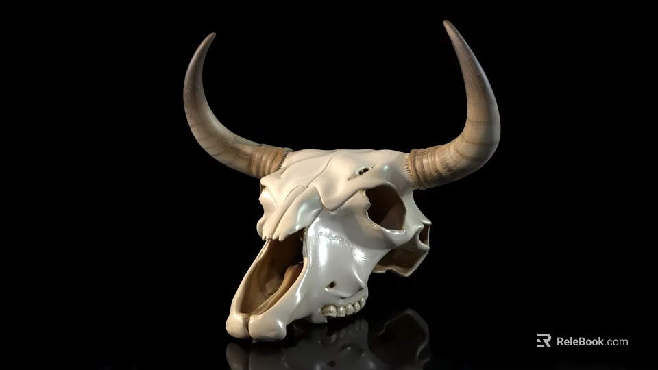 White Cow Skull With Large Curved Horns And Natural Bone Texture On Black Background 3d model 