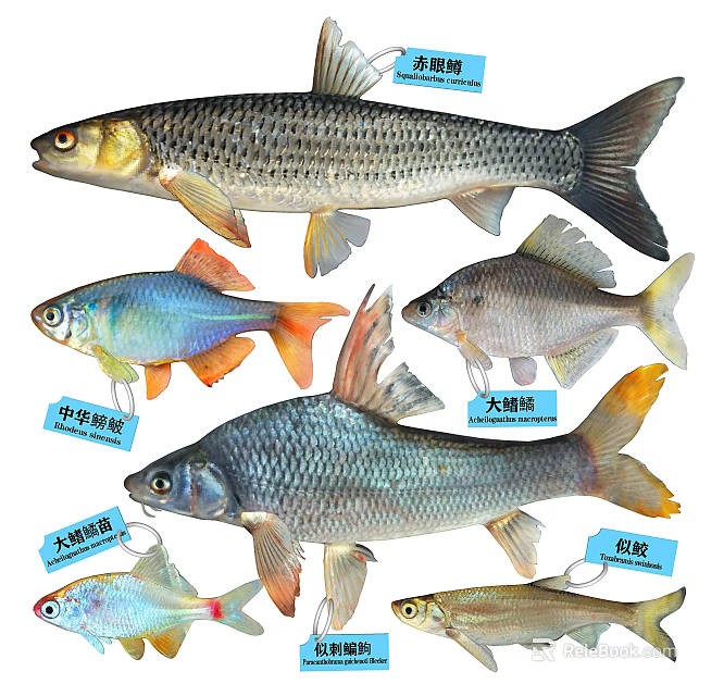 Different Freshwater Fish Species with Identification Labels and Illustrations 3d model 