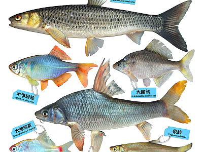 Different Freshwater Fish Species with Identification Labels and Illustrations 3d model