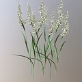 Fresh Herbaceous Plants With White Flowers Green Stems And Leaves