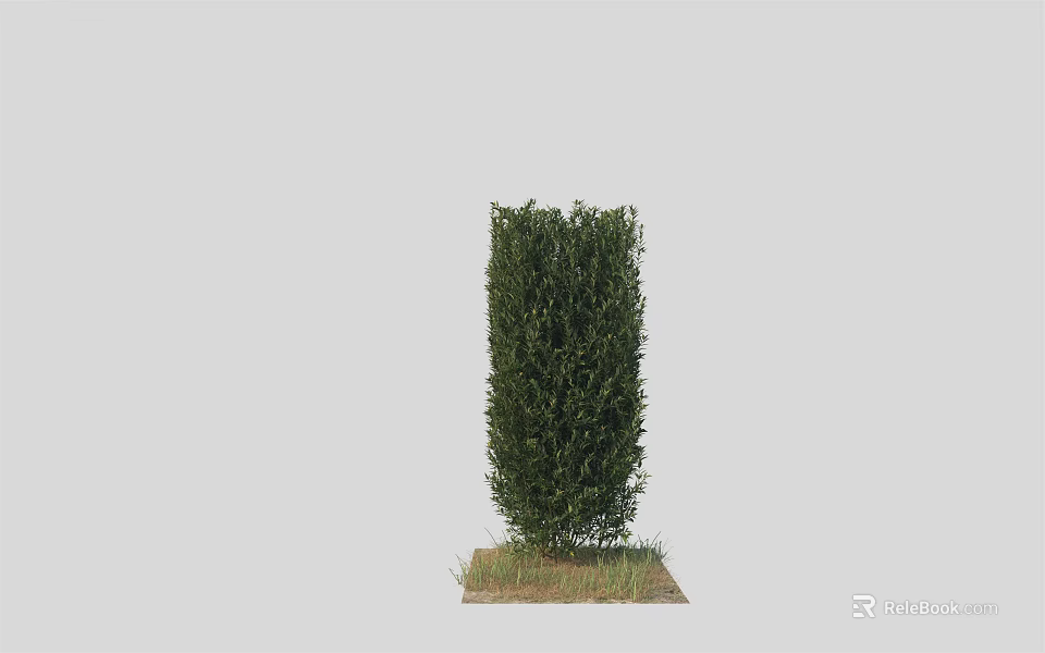 Upright Green Shrub Growing in Small Grass Patch with Lush Foliage 3d model 