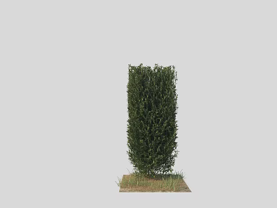 Upright Green Shrub Growing in Small Grass Patch with Lush Foliage 3d model