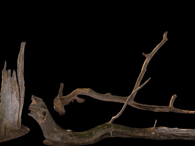 branches stump wood dead branches model