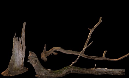 branches stump wood dead branches 3d model