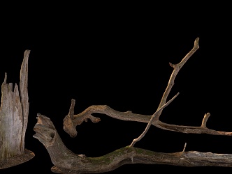 branches stump wood dead branches 3d model