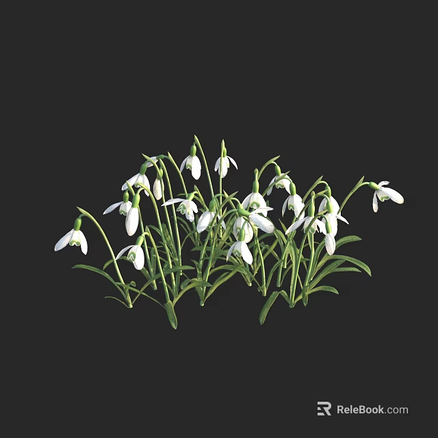 White Snowdrops With Green Stems And Fresh Leaves In Natural Growth 3d model 
