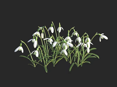 White Snowdrops With Green Stems And Fresh Leaves In Natural Growth 3d model