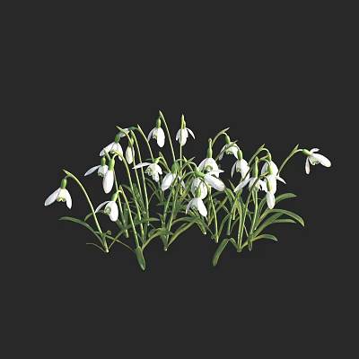 Modern Snowdrop Aristolaceae Snowdrop Bell Flower Narcissus Little Snow Bell Flower Shrub 3d model