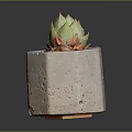 Vibrant Succulent Plant in Terracotta Hexagonal Pot with Green Top and Orange Base Leaves