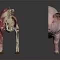 Detailed Complete Pig And Anatomical Model Displaying Internal Organs And External Hair