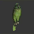 Beautiful Green Parrot Standing On Dark Reflective Surface With Gray Background