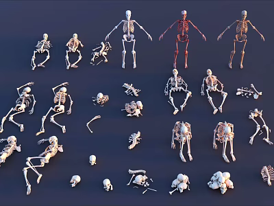 Multiple Human Skeletons In Various Poses With Skull And Bone Parts 3d model