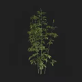 Tall Indoor Bamboo Plant With Lush Green Leaves And Slender Stems