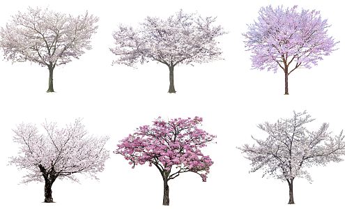 Modern Cherry Tree Plum Tree 3d model