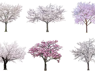 Modern Cherry Tree Plum Tree 3d model
