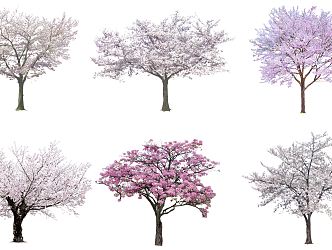 Modern Cherry Tree Plum Tree 3d model