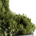 Bonsai Potted Greenery With Mixed Lush Foliage In Textured Gray Pot