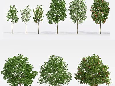 Different Types of Arbor Trees With Green Foliage and Red Fruits 3d model