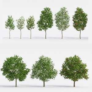 Modern Tree Fruit Tree 3d model