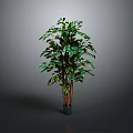 Indoor Green Plant with Multiple Trunks Lush Leaves in Dark Pot Grey Background
