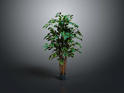Indoor Green Plant with Multiple Trunks Lush Leaves in Dark Pot Grey Background 3d model