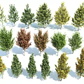 Different Types of Arbor Trees Featuring Green Yellow and Brown Foliage in Various Shapes