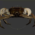 Brown and white crab with large claws displaying on dark background close up view