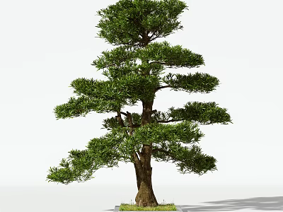 Lush Evergreen Arbor With Layered Branches And Elegant Shape For Garden Landscape 3d model