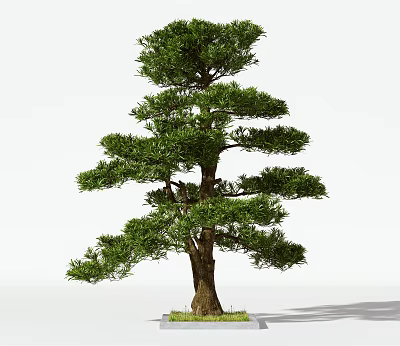 Lush Evergreen Arbor With Layered Branches And Elegant Shape For Garden Landscape 3d model